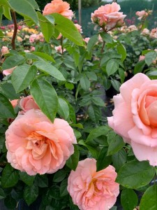 ITS A WONDERFUL LIFE (floribunda)